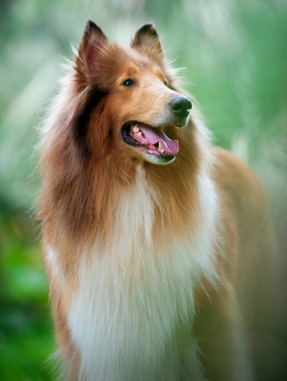 Customize your pet's portrait