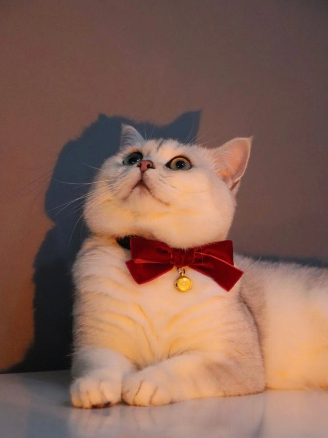 Customize your pet's portrait